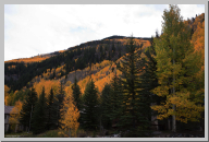 Vail Colorado - Aspen Trees - 09.jpg