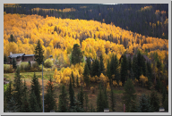 Vail Colorado - Aspen Trees - 08.jpg