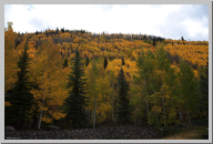 Vail Colorado - Aspen Trees - 05.jpg