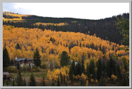 Vail Colorado - Aspen Trees - 02.jpg