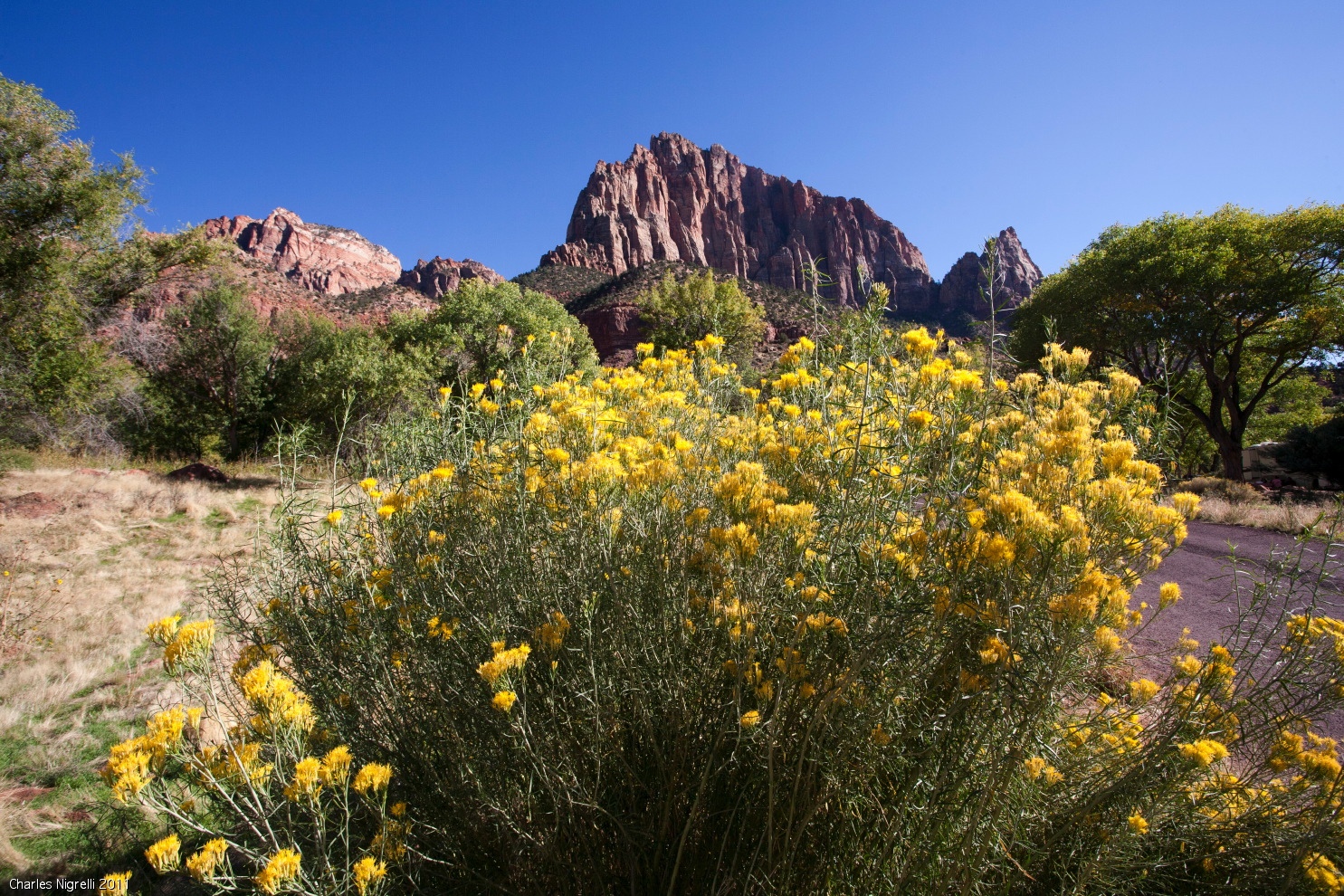 4 zion views from my #3c35.jpg