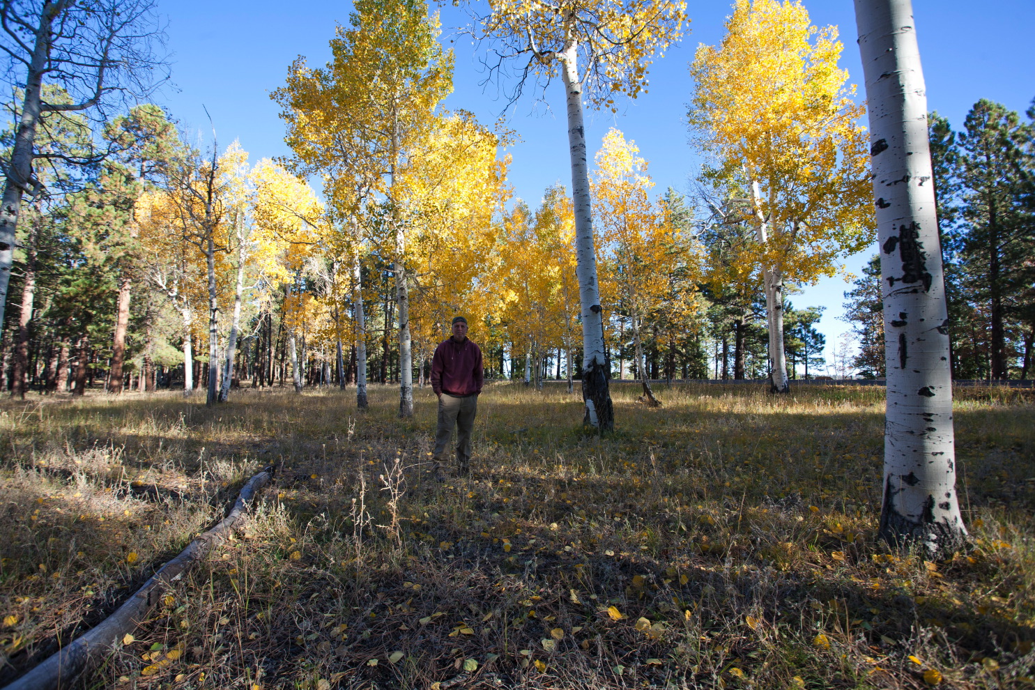 aspen forest hike 1.jpg