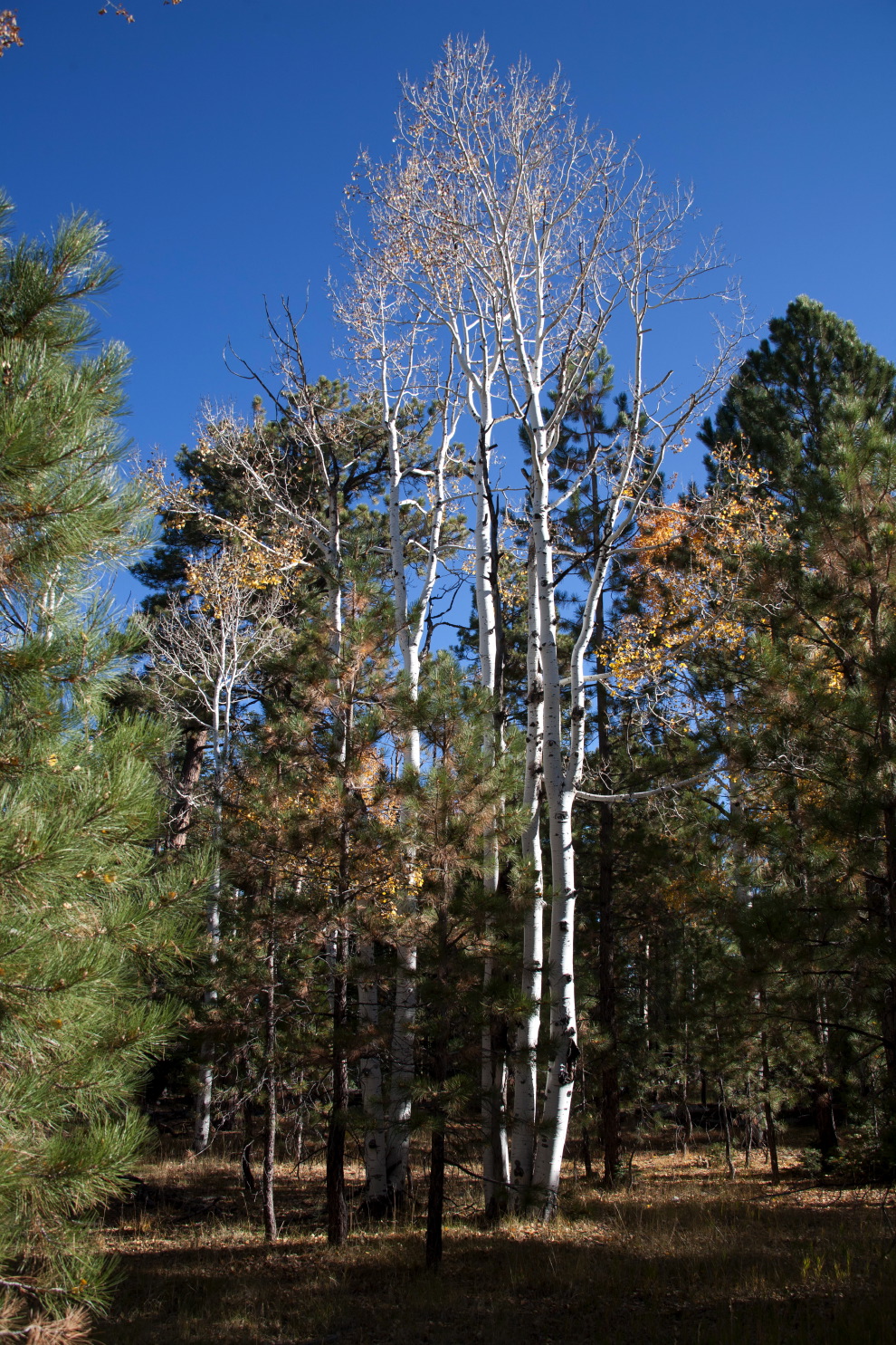 aspen forest hike 3.jpg