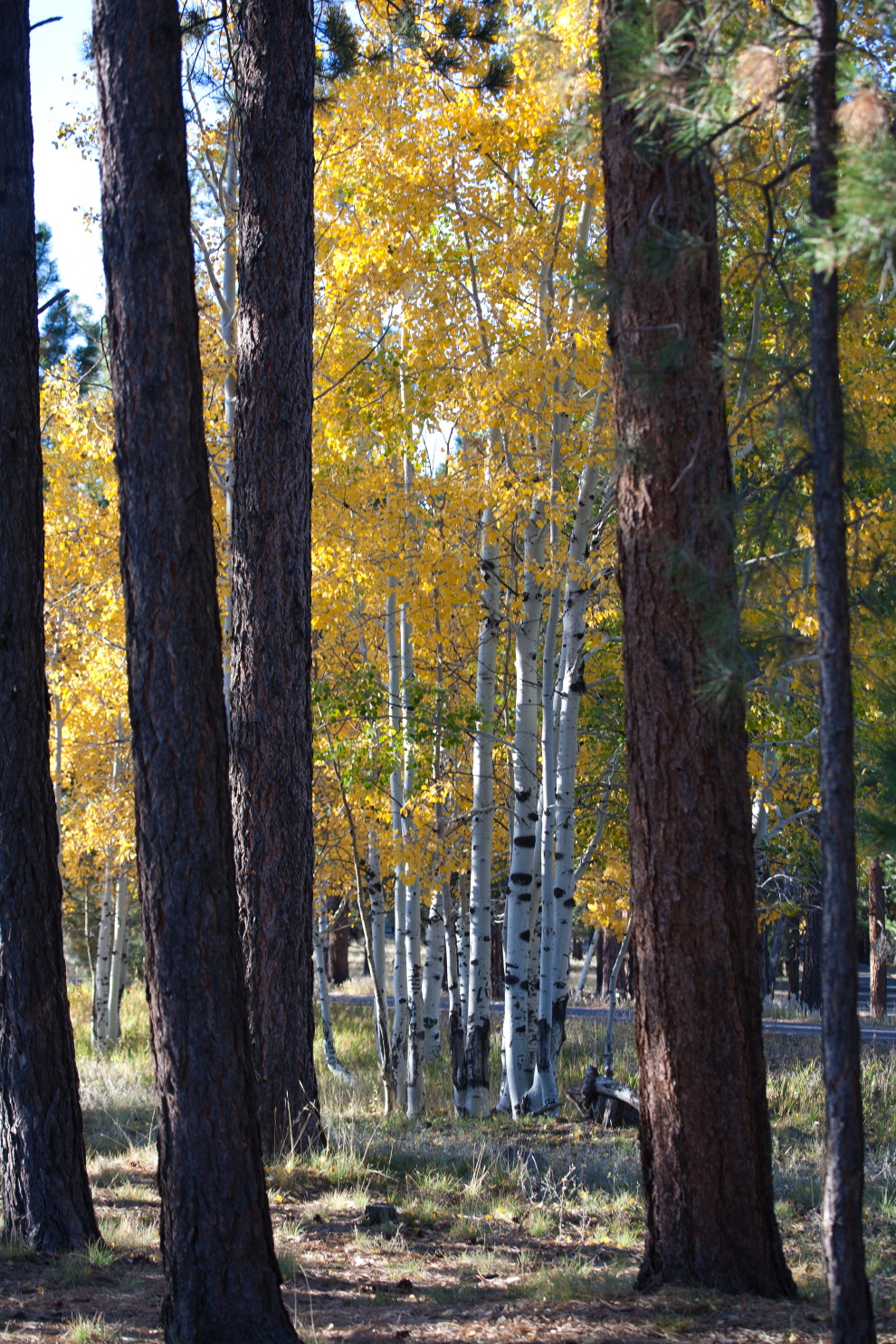 aspen forest hike 4.jpg