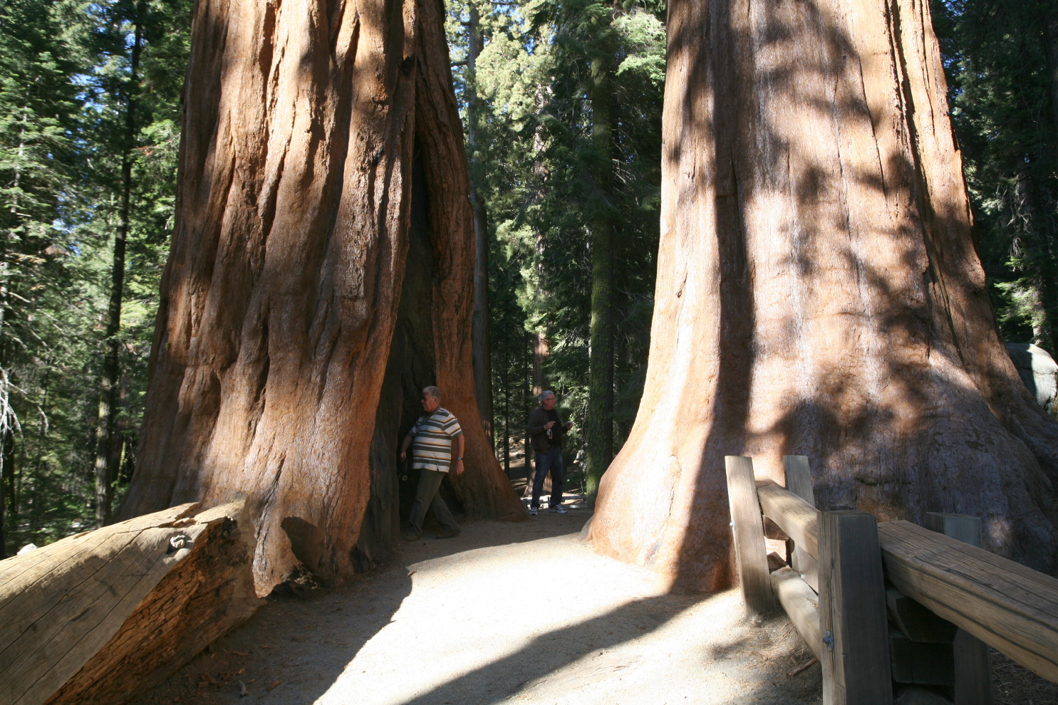 big trees trail hike #3c29.jpg
