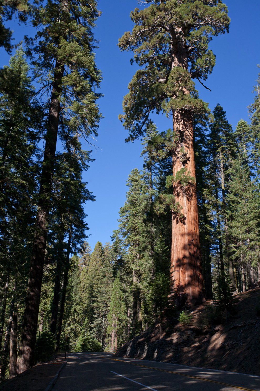 driving in sequoia na#3c2e.jpg
