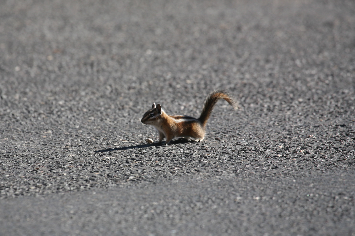 he followed me from m#3bff.jpg