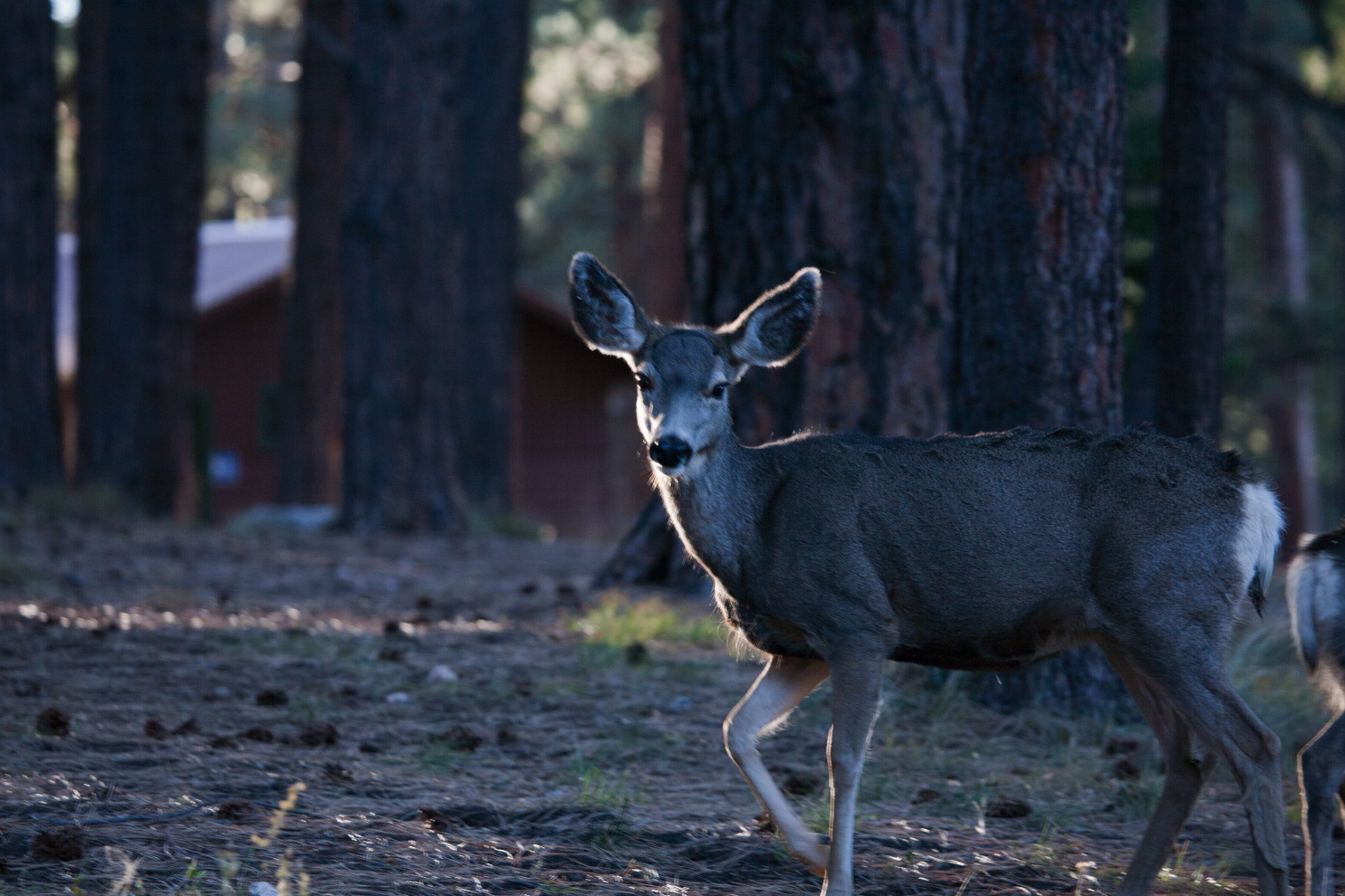 morning mule deer at #3c00.jpg
