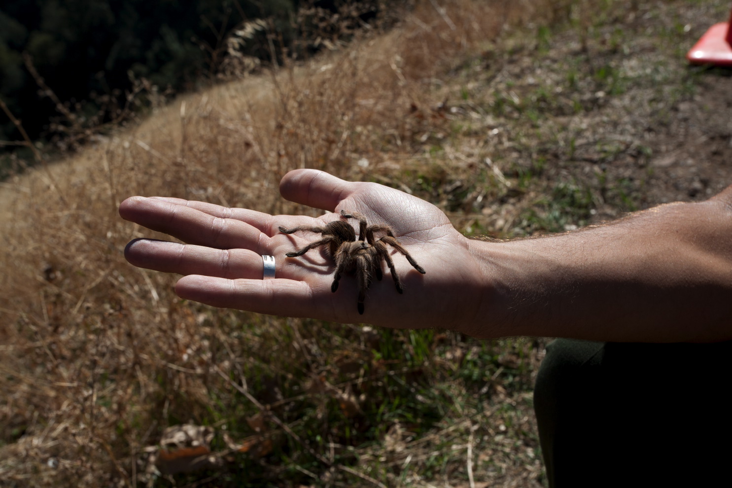 road to sequoia natio#3c2a.jpg