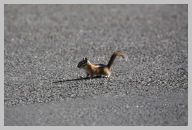 He followed me from my car all over the parking lot as I walked eating my lunch.JPG