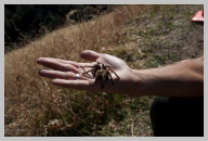 Road to Sequoia National Park 3 _ Ranger Showing Me a Paralized Taranchula .jpg