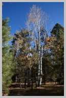 Aspen Forest Hike 3.jpg