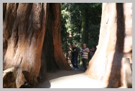 Big Trees Trail Hike 4 Monster Trees .JPG