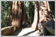 Big Trees Trail Hike 2 Monster Trees .JPG