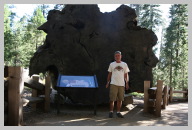 Big Trees Trail Hike 1 - Monster Trees 16.JPG