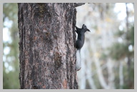 Kaibab Squirrels were everywhere - White Tail with Long pointy Ears.JPG