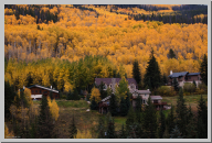Vail Colorado - Aspen Trees - 10.jpg