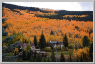 Vail Colorado - Aspen Trees - 07.jpg