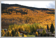 Vail Colorado - Aspen Trees - 06.jpg