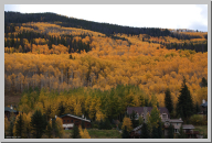 Vail Colorado - Aspen Trees - 04.jpg