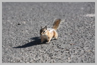 Chipmunk at Bryce Point had no fear he wanted my lunch 1.JPG
