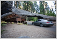 Driving in Sequoia National Park 5.jpg