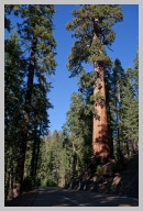 Driving in Sequoia National Park 2.jpg