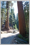 Driving in Sequoia National Park 3.jpg