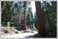 Driving in Sequoia National Park 1.jpg