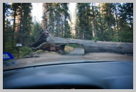 Driving in Sequoia National Park 4.jpg