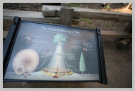 Genreal Sherman - The Largest Tree on Earth 26.JPG