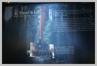 Genreal Sherman - The Largest Tree on Earth 23.JPG