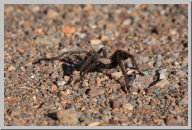 Tarantulas on Mount Diablo14.jpg