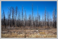 Forest After Fire on the way to the North Rim.jpg